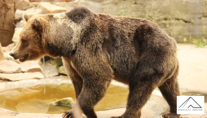 Eurasian Brown Bear- Russia and Finland