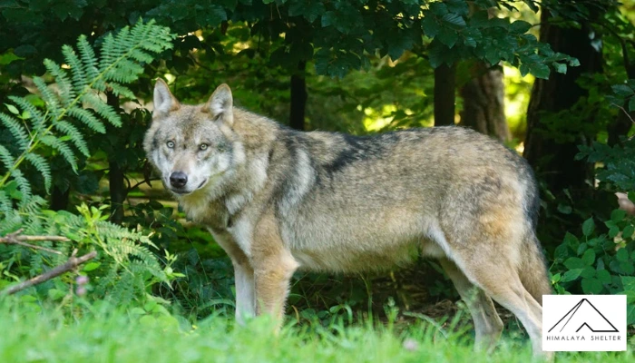 Wolf - Turkey and Italy