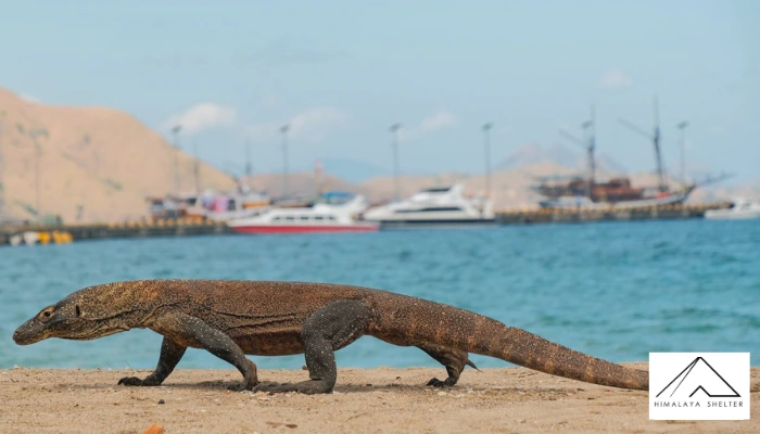 Komodo Dragon - Indonesia
