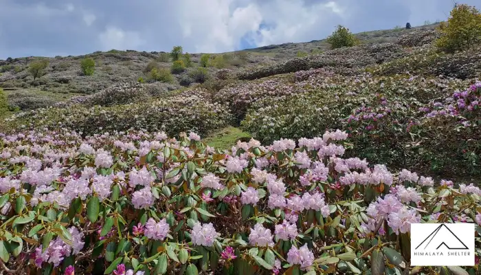 Deoriatal&ndash;Chandrashila Trek