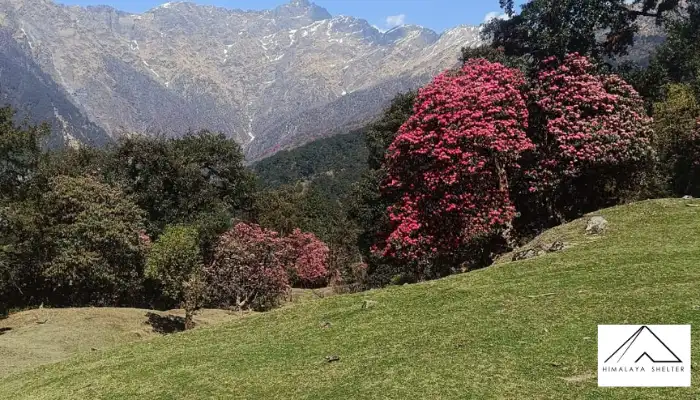 Nag Tibba Trek