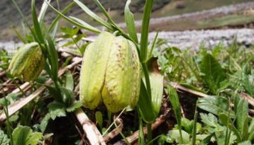 High altitud flowers