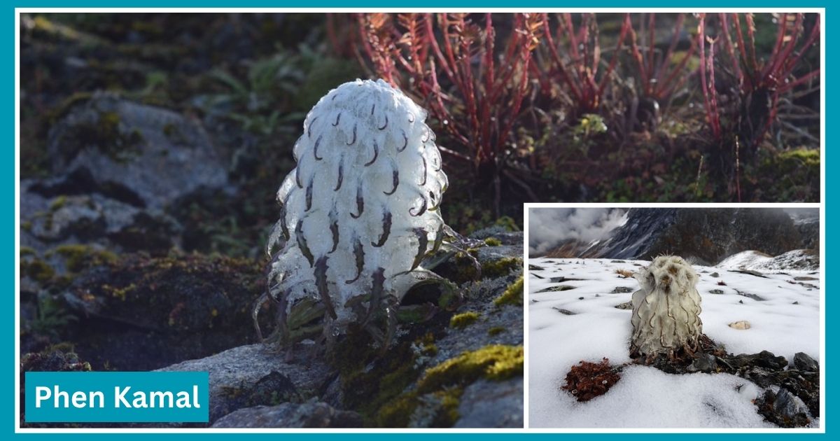 flowers in the himalayas