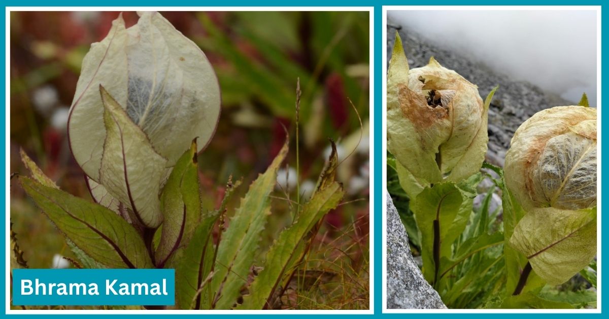 high altitude flowers