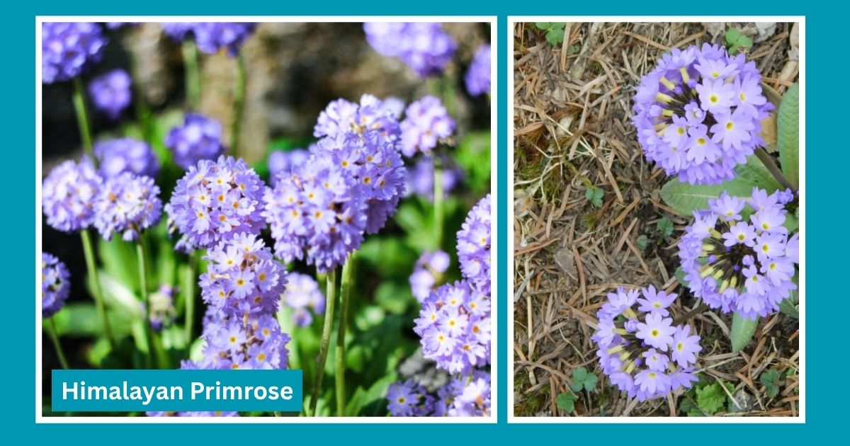 Himalayan wildflowers