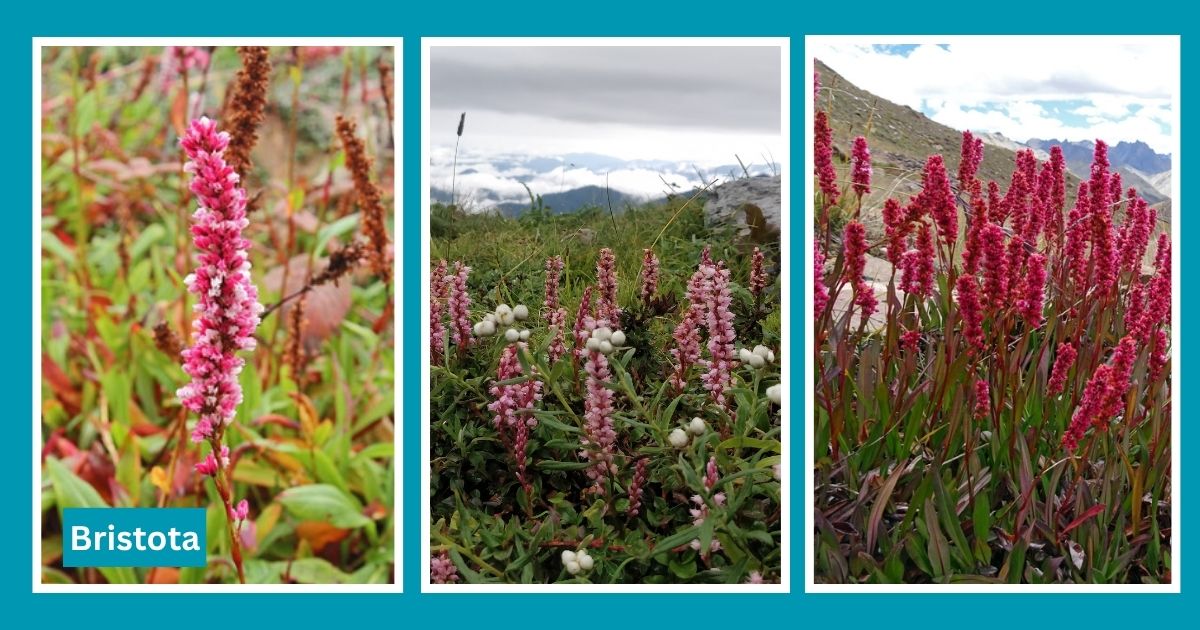flower that grow in Himalayas