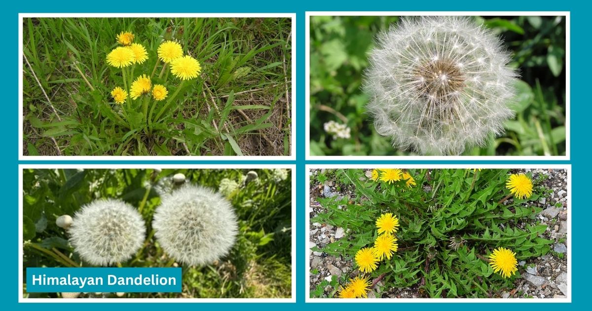 Himalayan dandelion