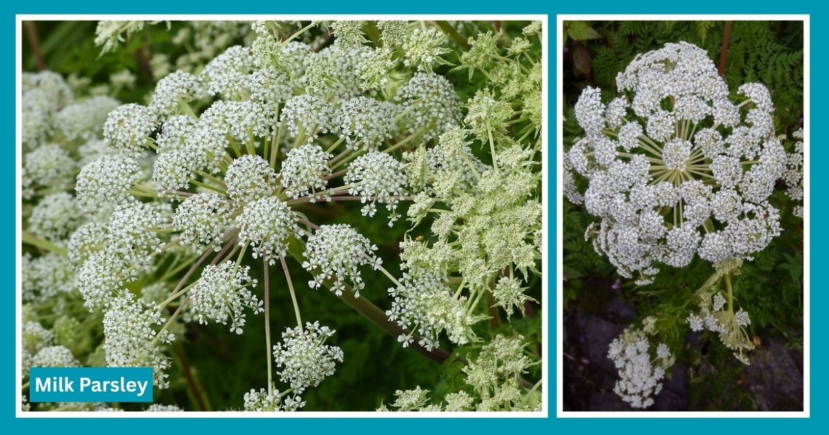 Flowers on Har Ki Dun