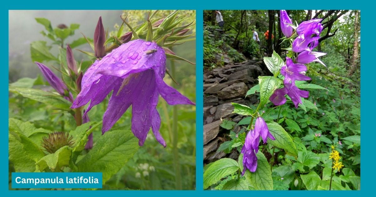 Flowers on Pin Bhaba Pass trek