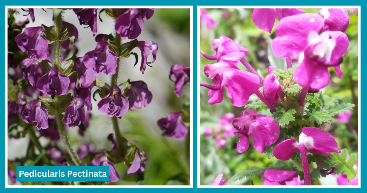 flowers on Valley flowers trek