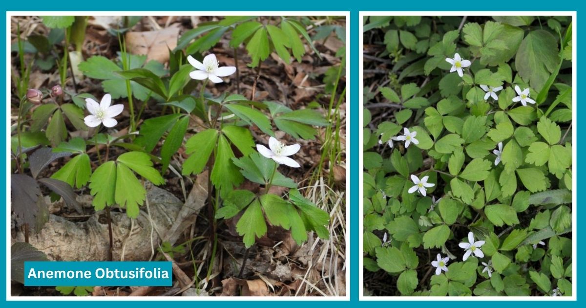 wildflower on the himalaya