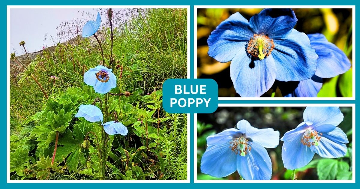 himalayan-wildflowers-blue-poppy