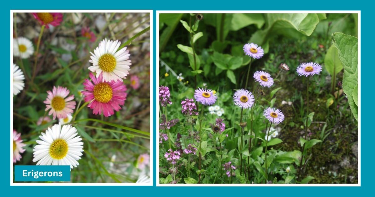 flowers on dayara bugyal trek
