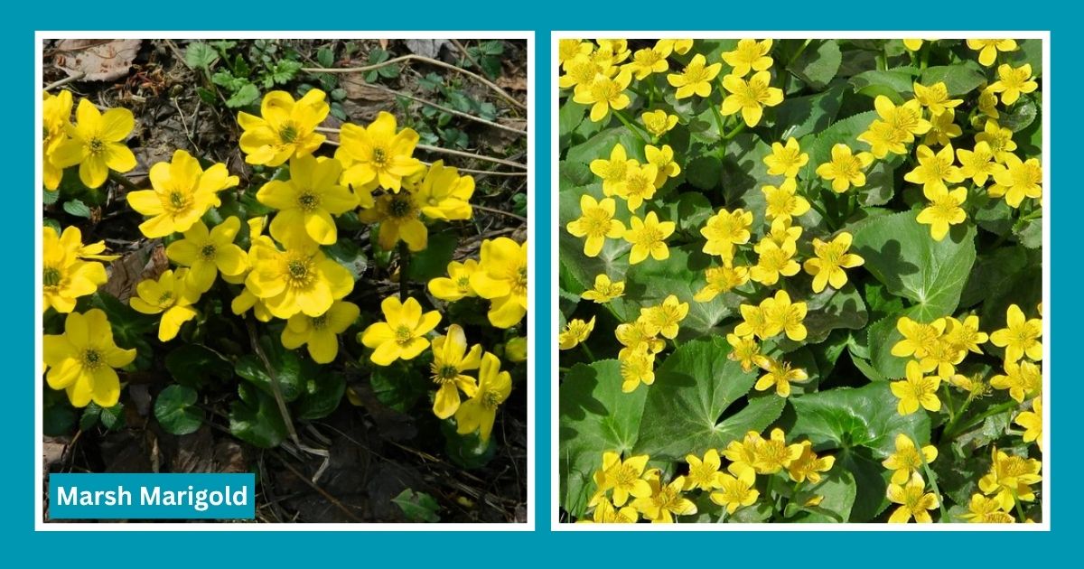 flowers on har ki dun trek