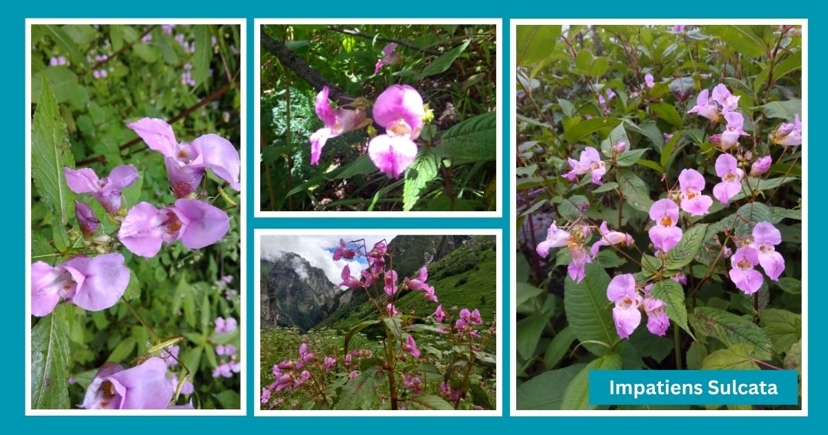 wildflowers on Hampta Pass trek