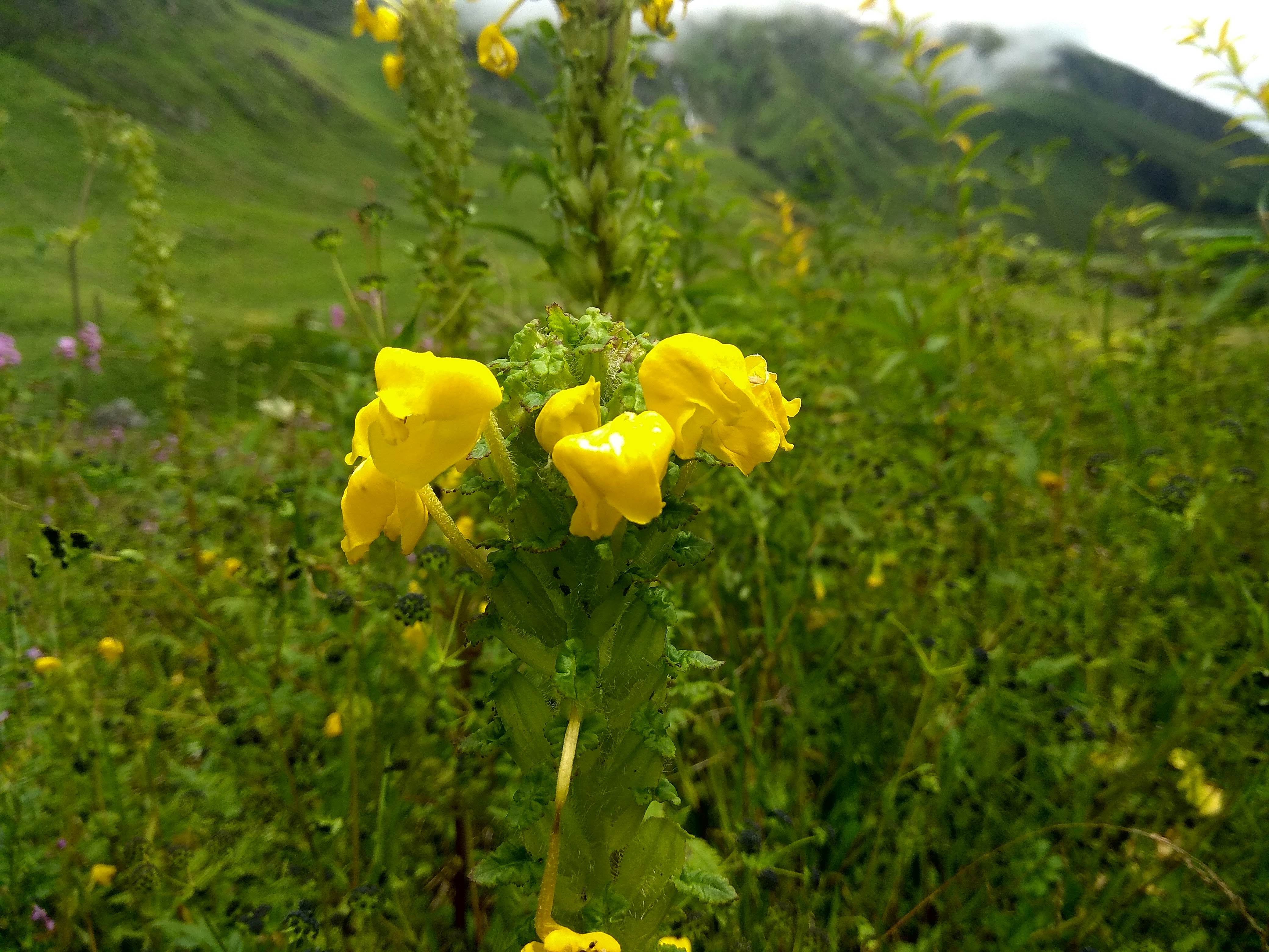 valley of flowers trekking