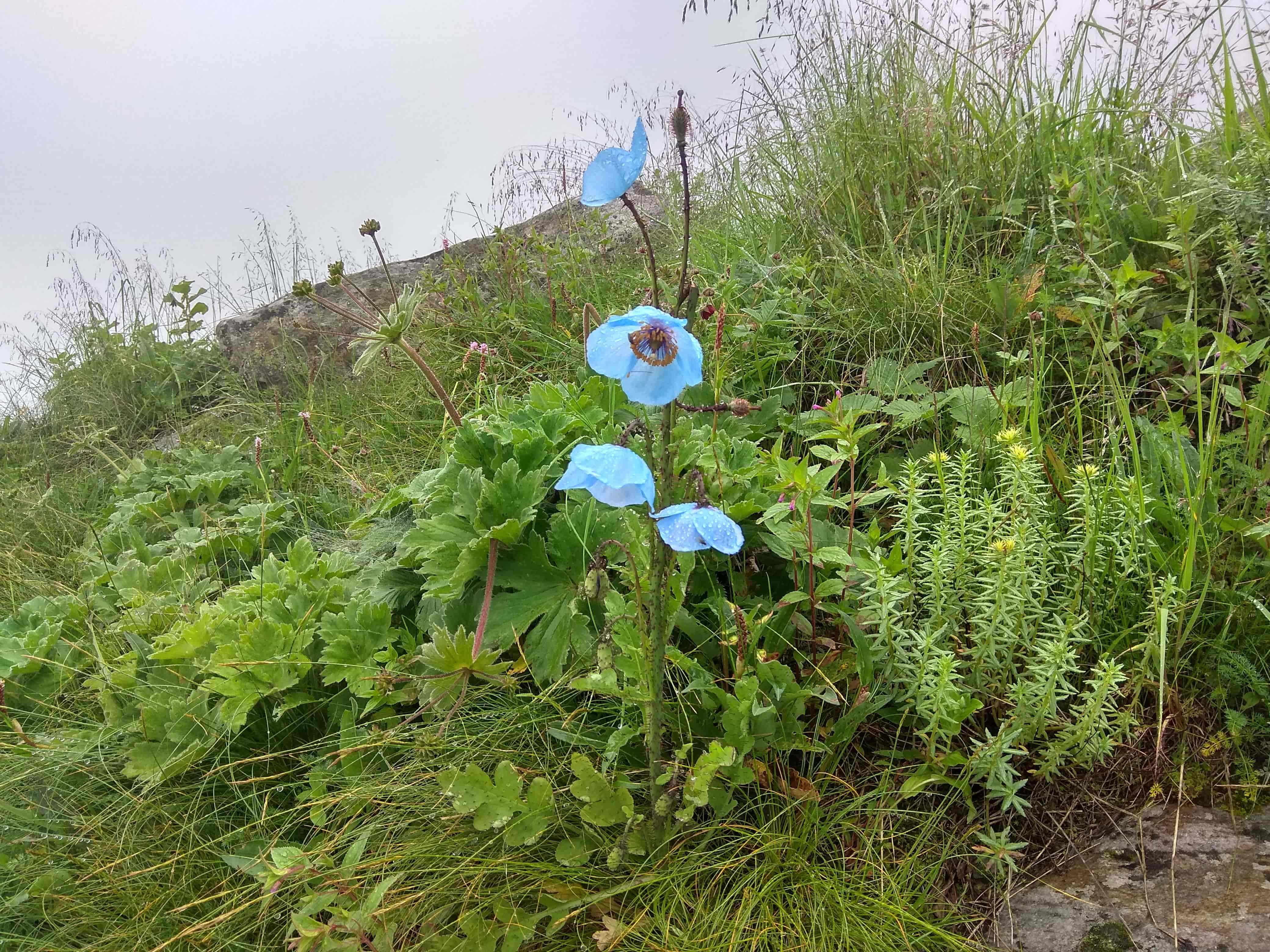 blue poppy in valley of flowers trek