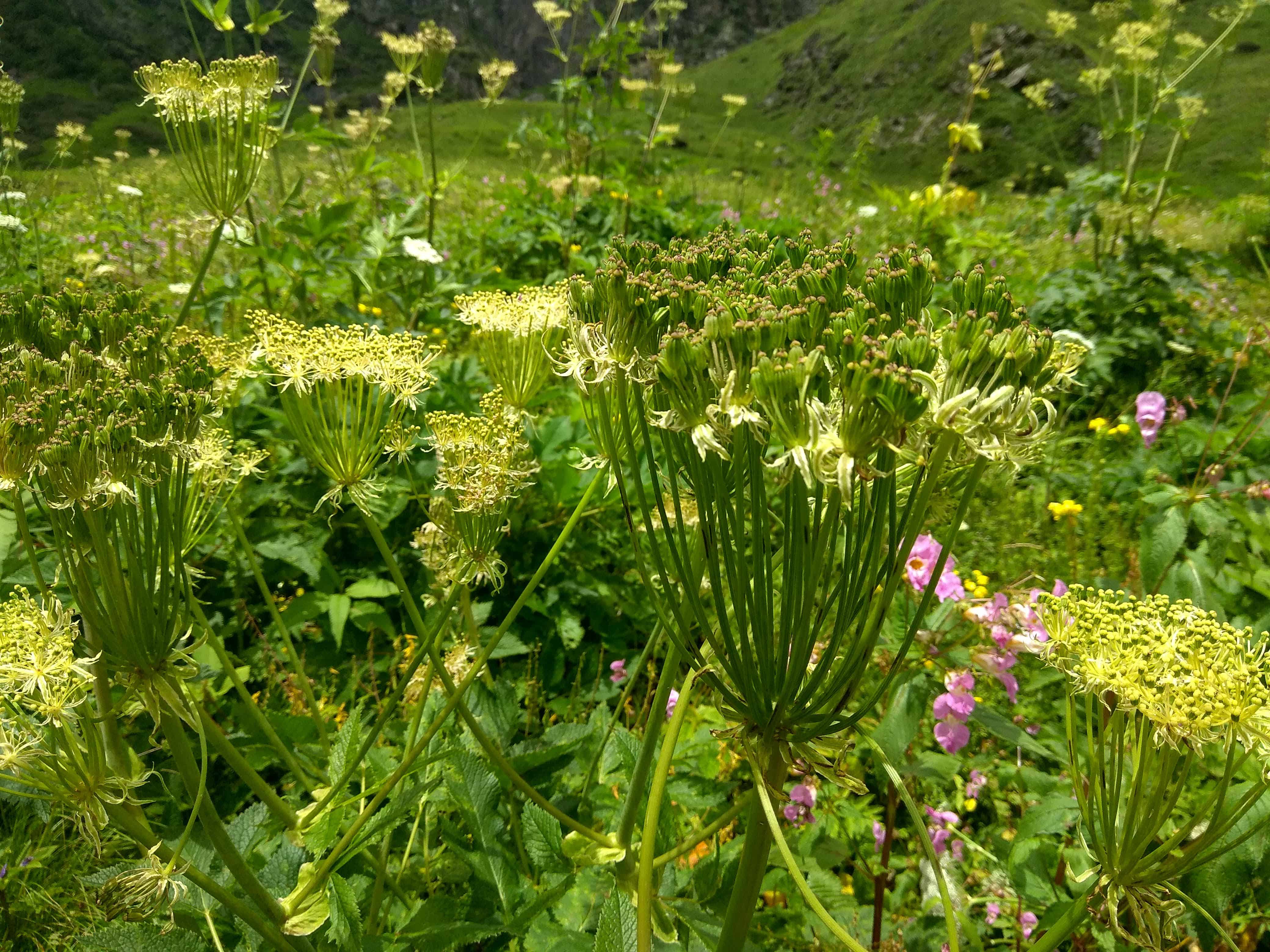 valley of flowers trek