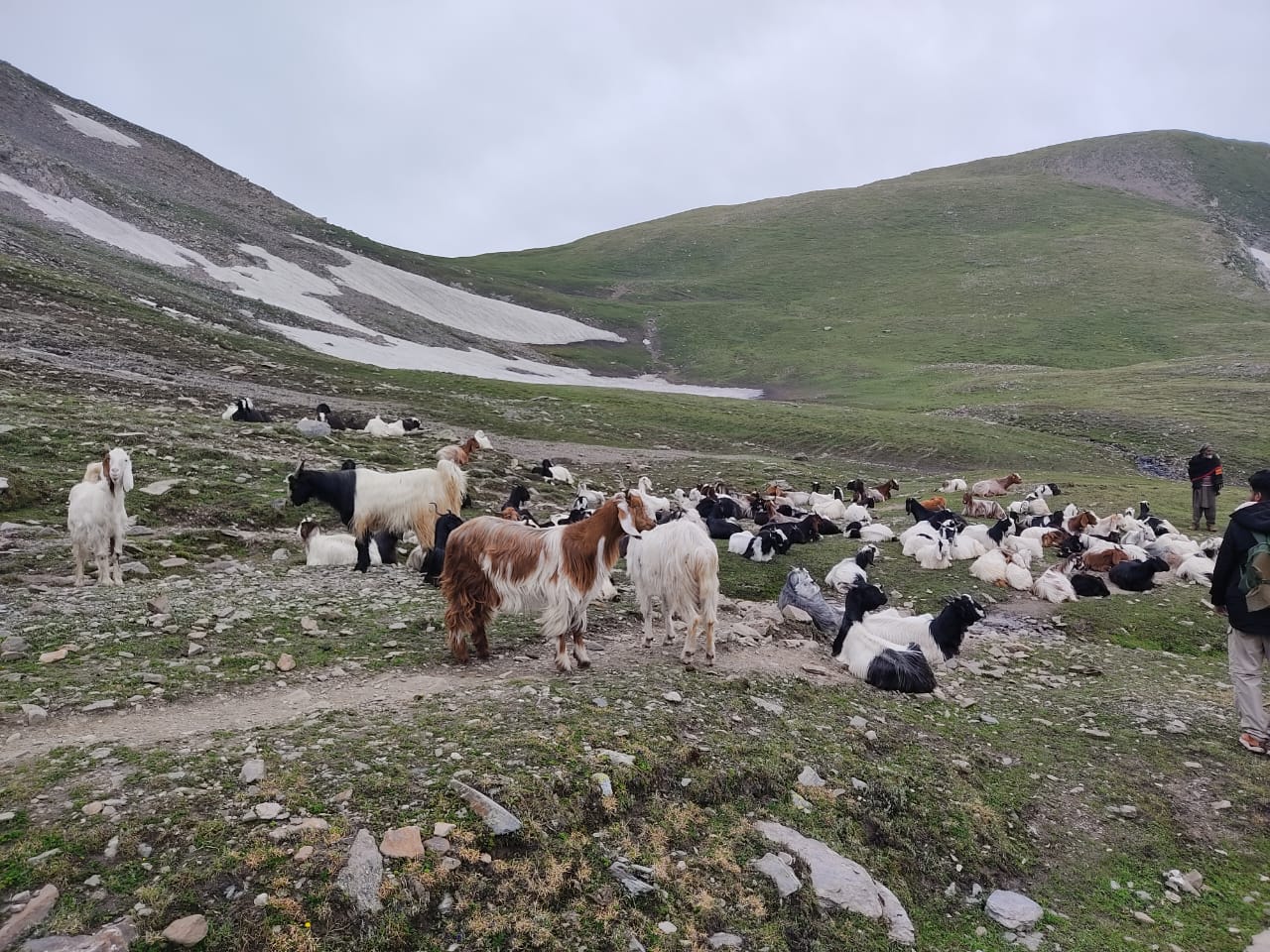 cattle in pir panjal lakes trek