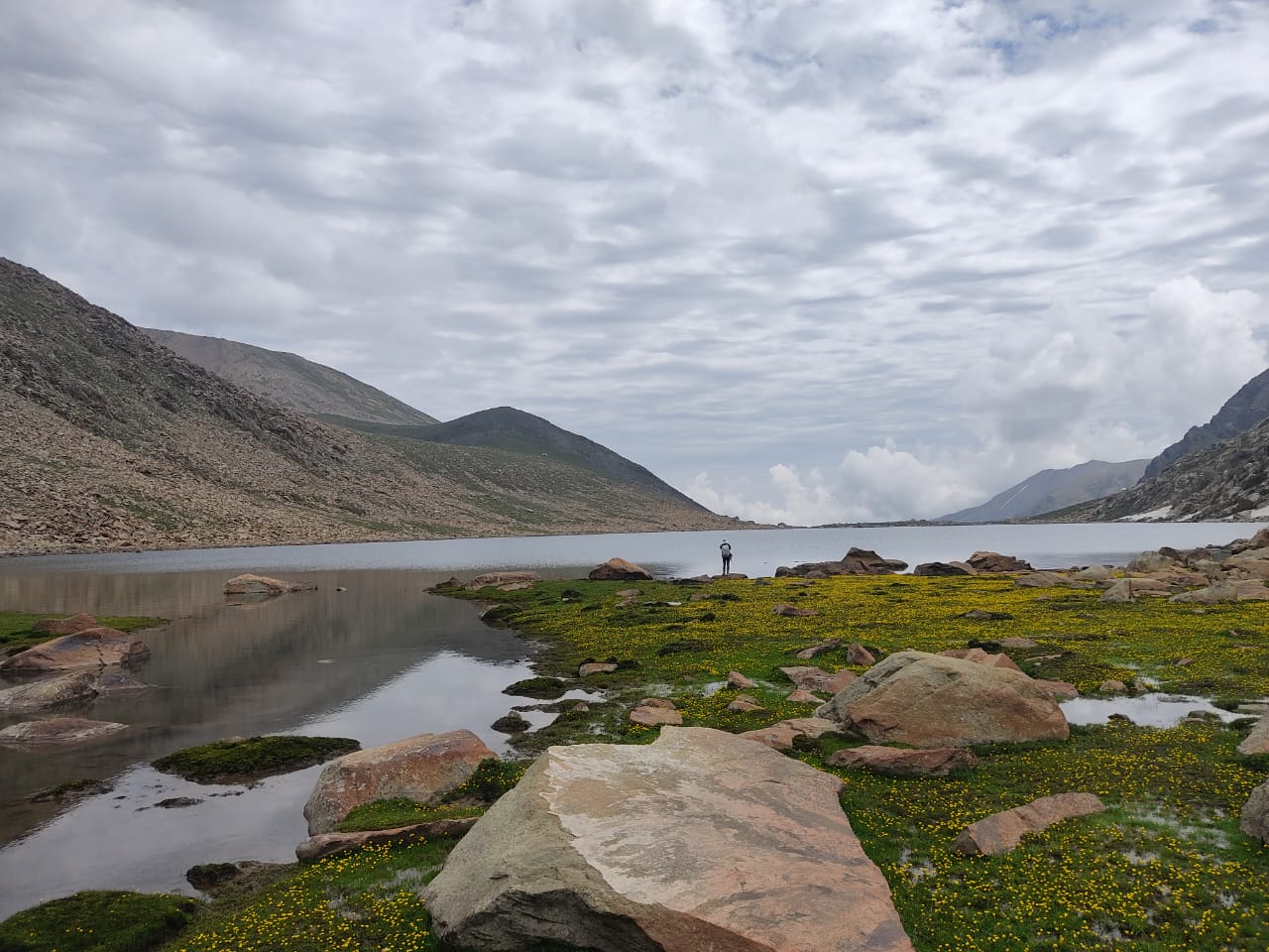 flowers in pir panjal lakes trek
