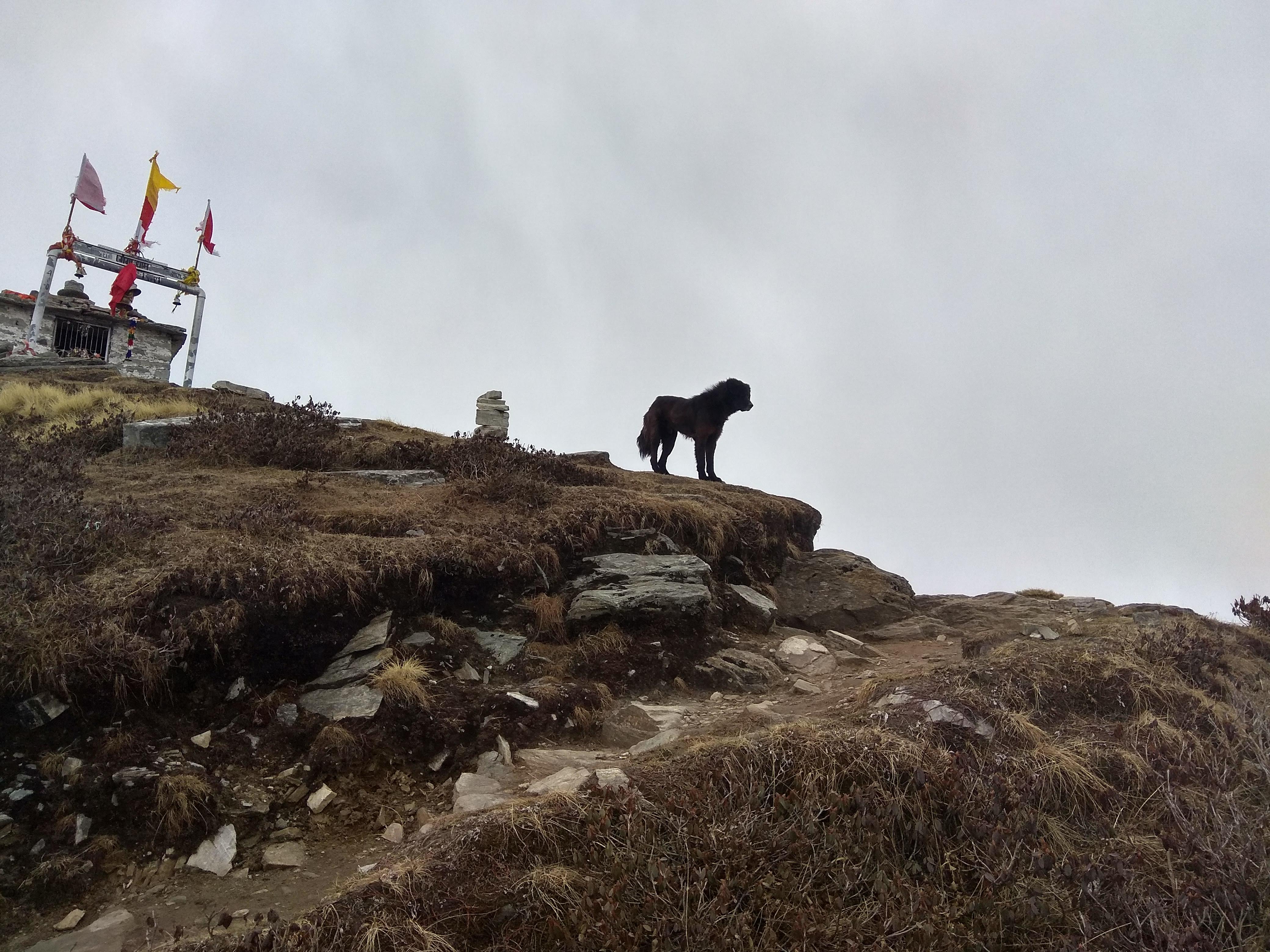 chopta tungnath trek in summer