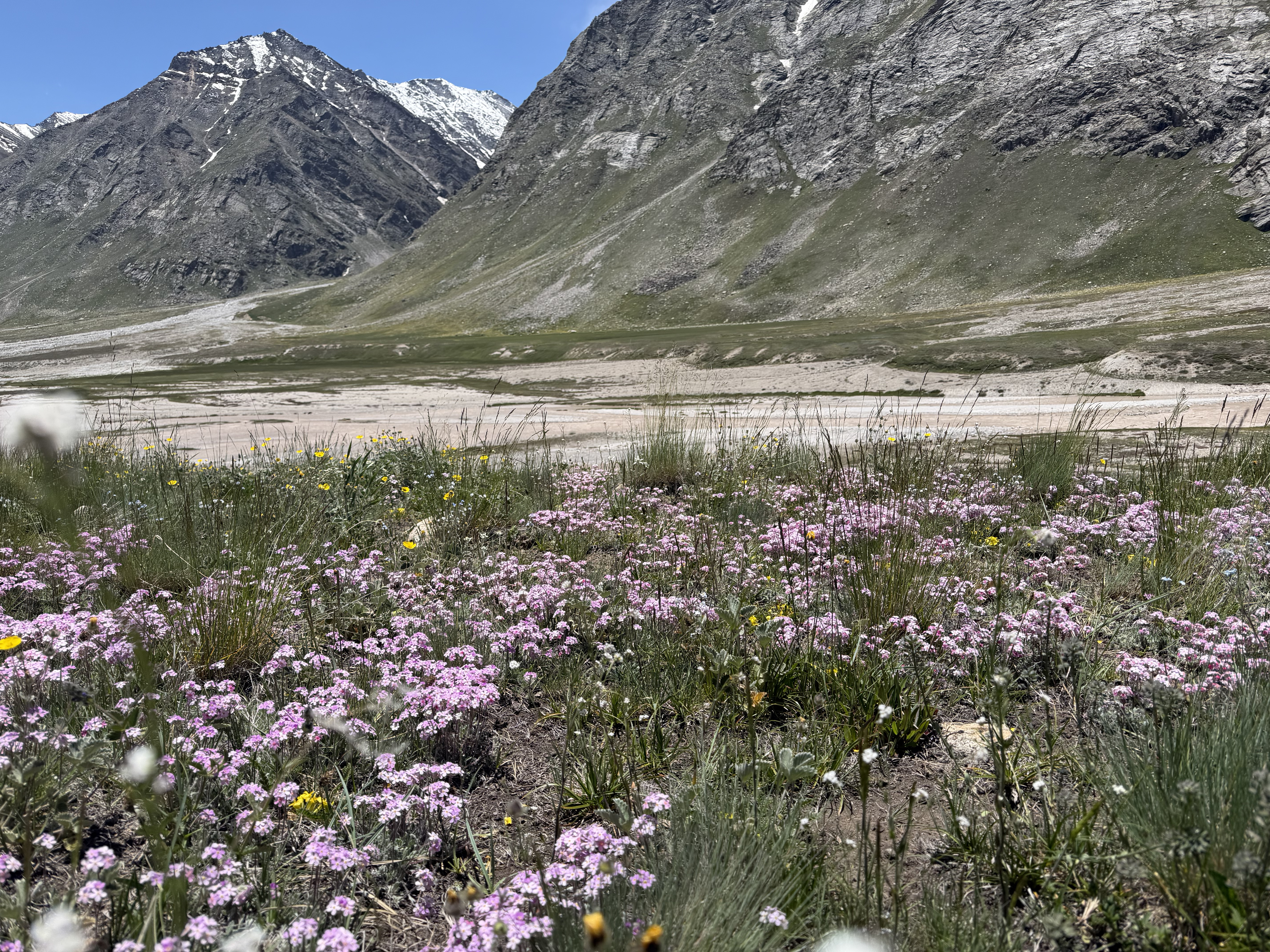 wildflowers in miyar valley trek