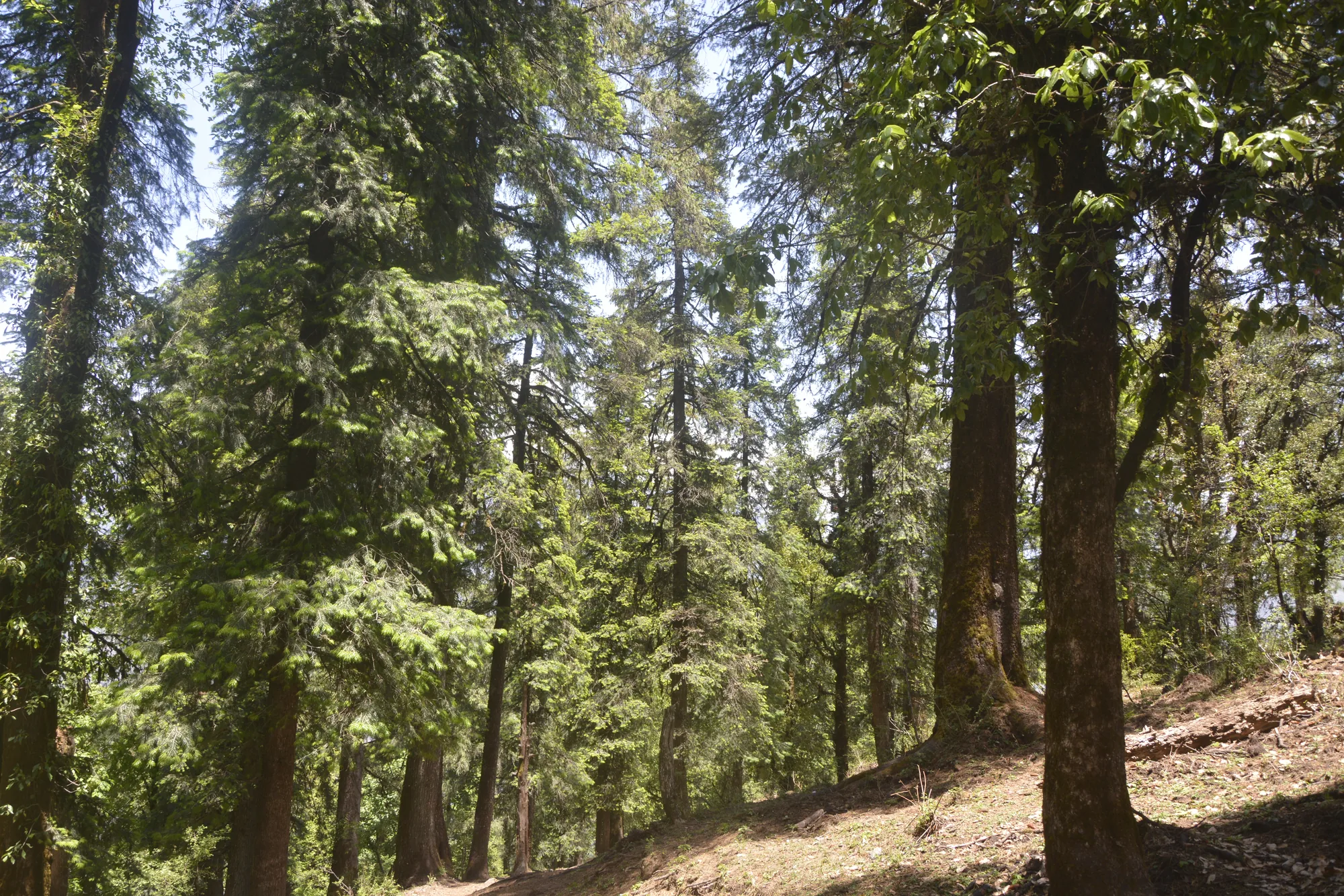 phulara ridge trek