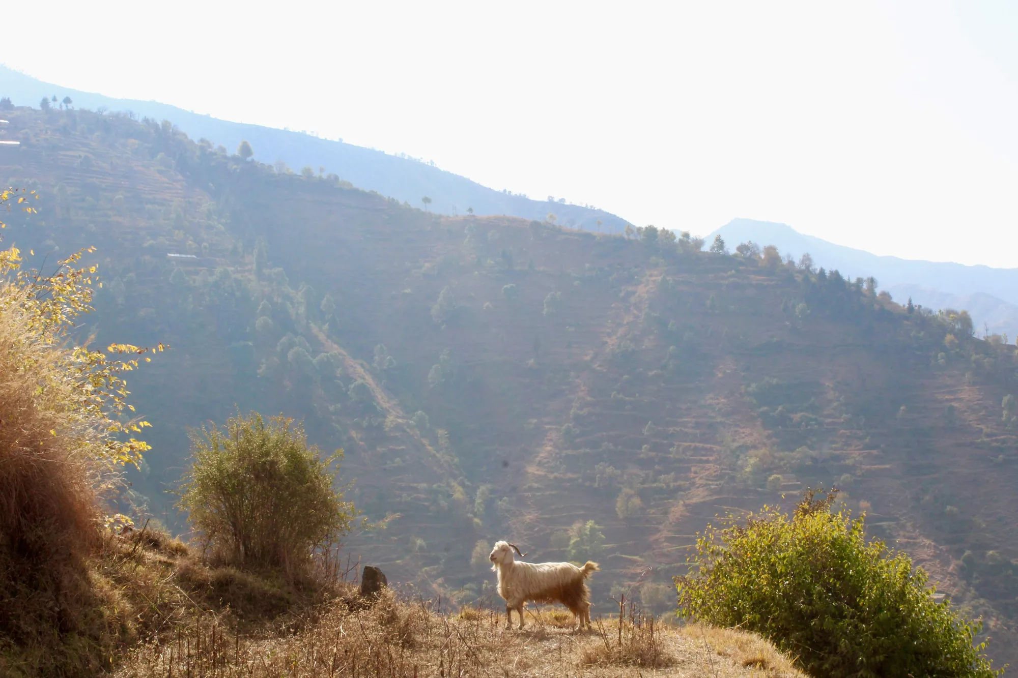 nag tibba trek in spring