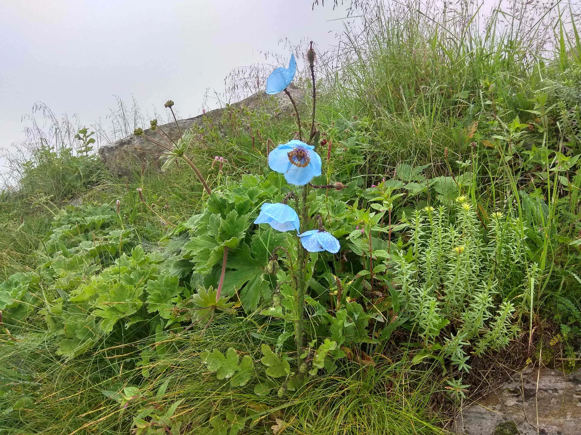valley of flowers trek