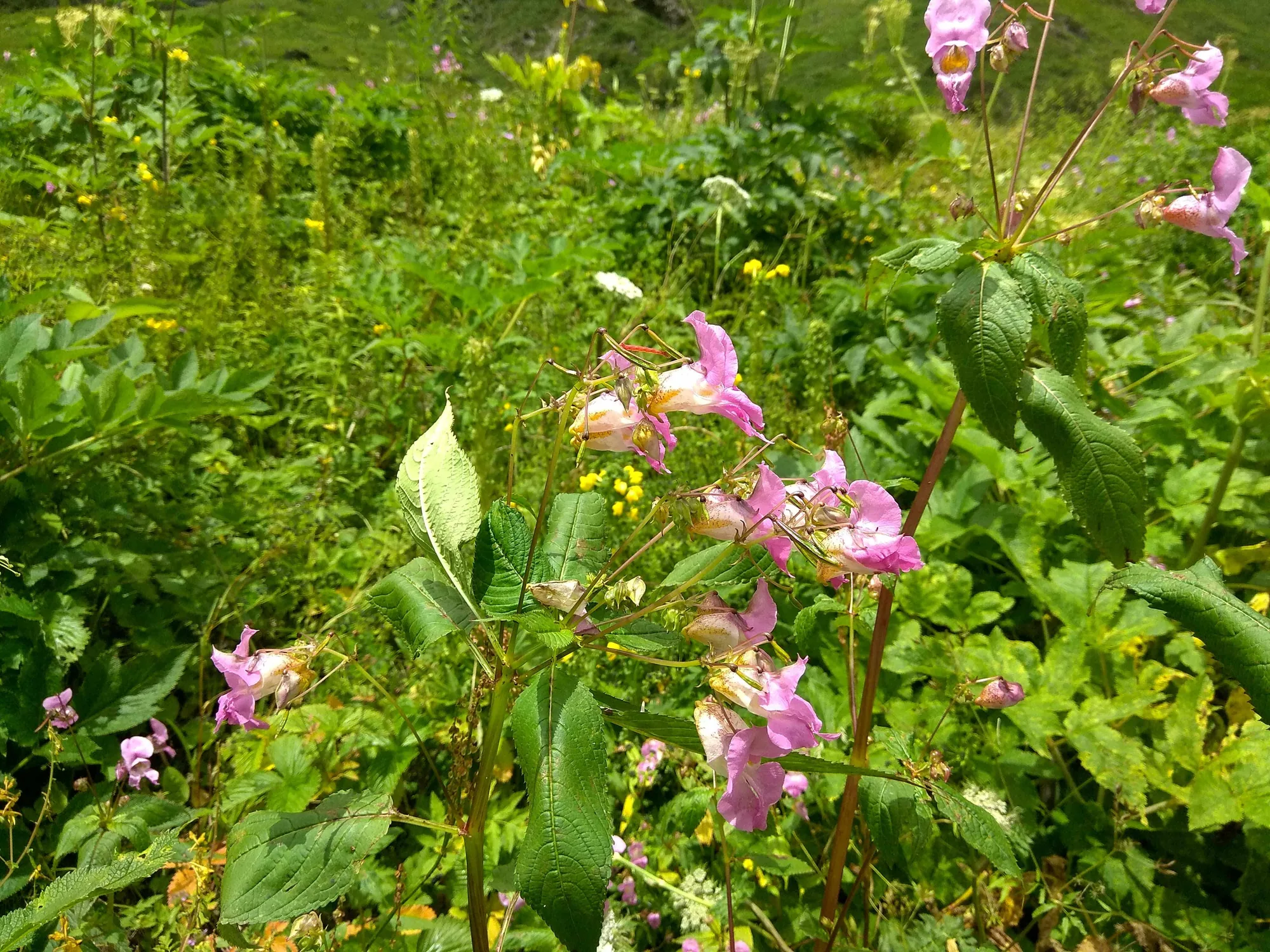 valley of flowers trekking
