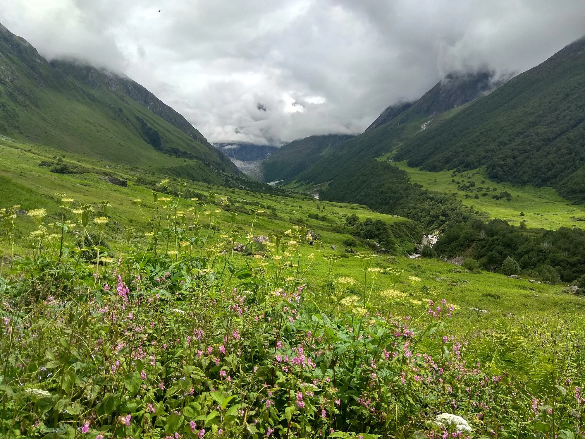 valley of flowers trekking