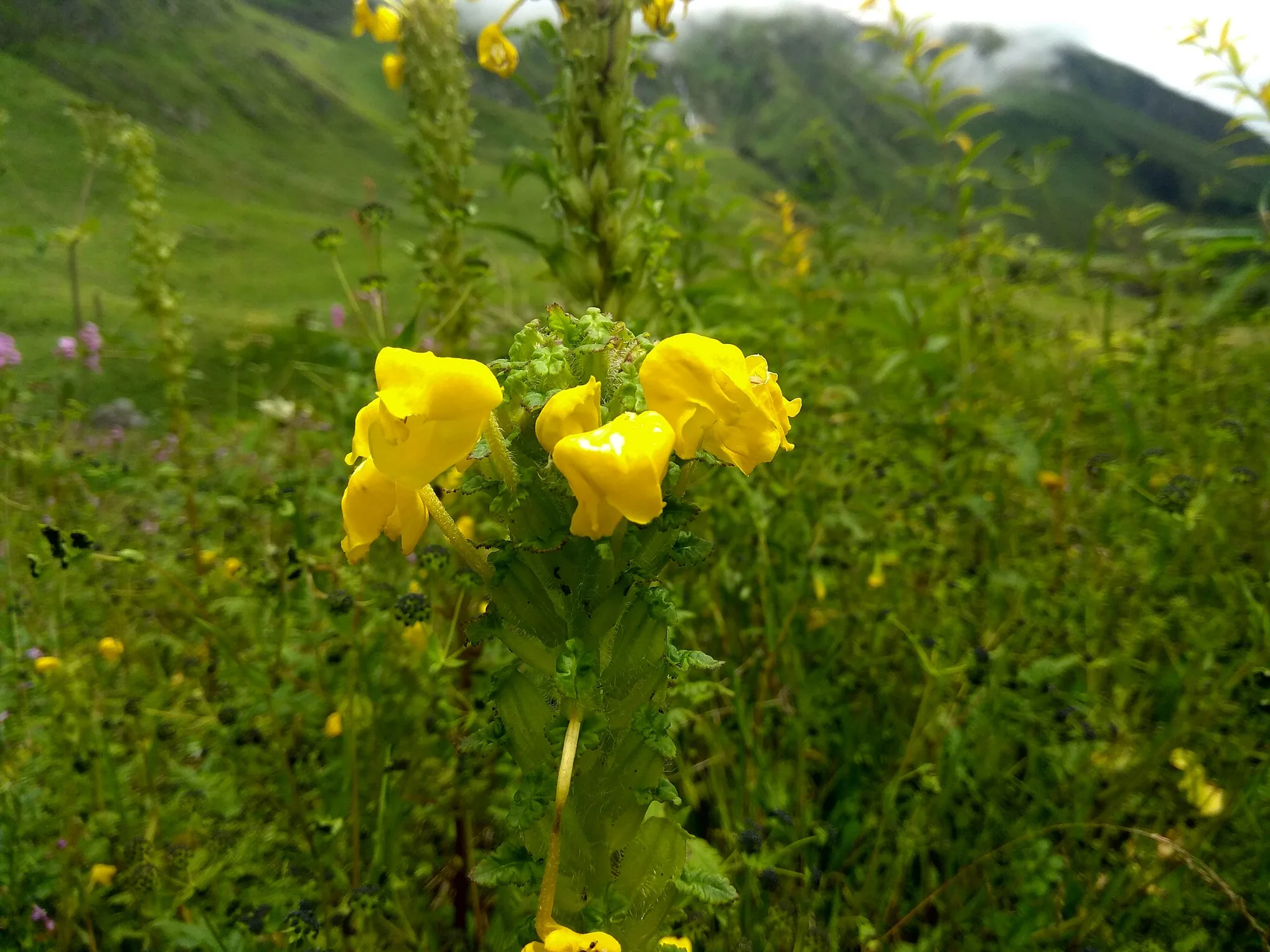 landscape of valley of flowers