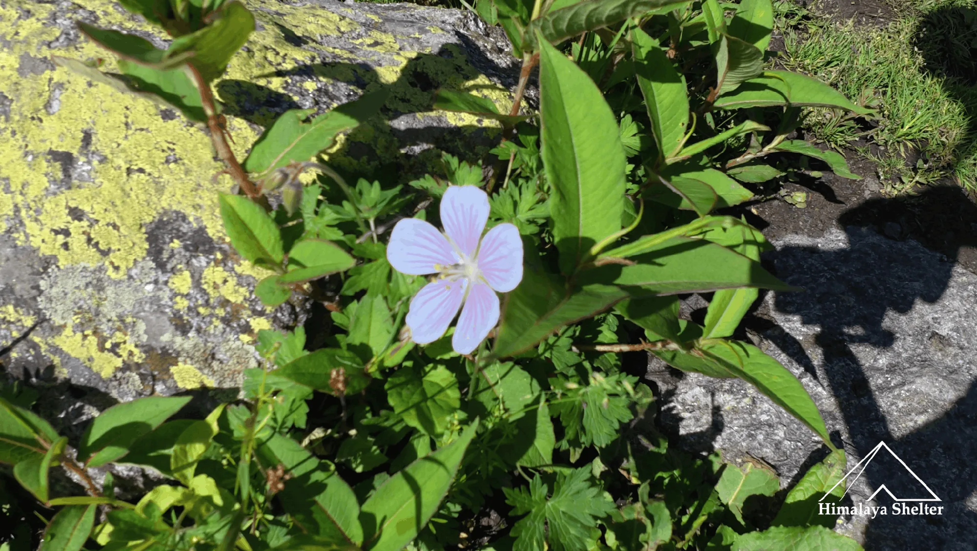 flora in pin bhaba pass trek