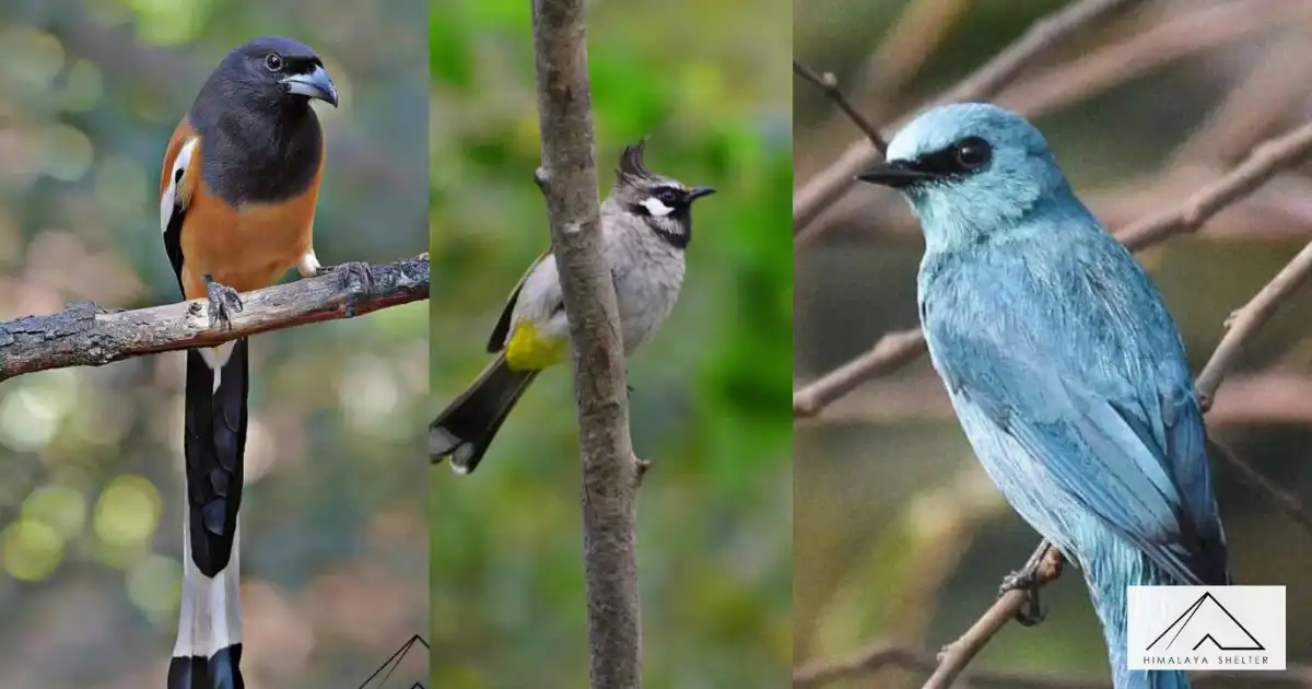 Bird Watching Govind wildlife sanctuary