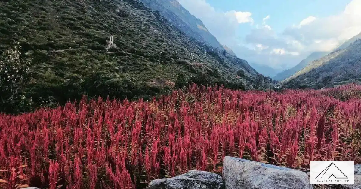 Cholai Farming In Har Ki Dun Valley