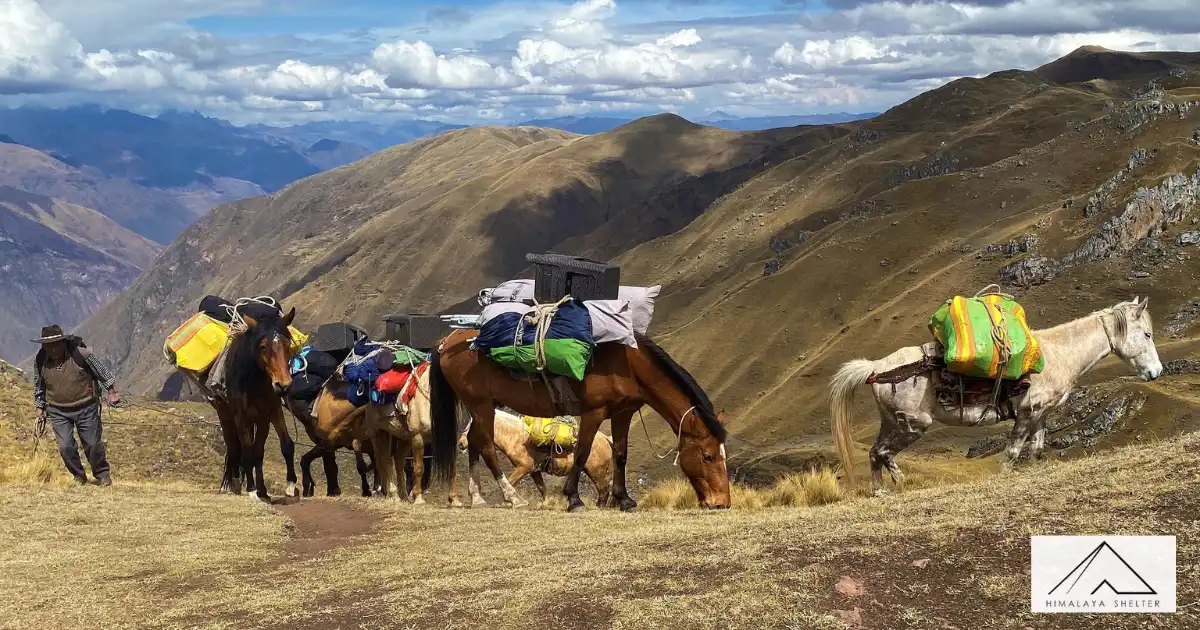 Mules Carrying Bags & Luggage On A Trek