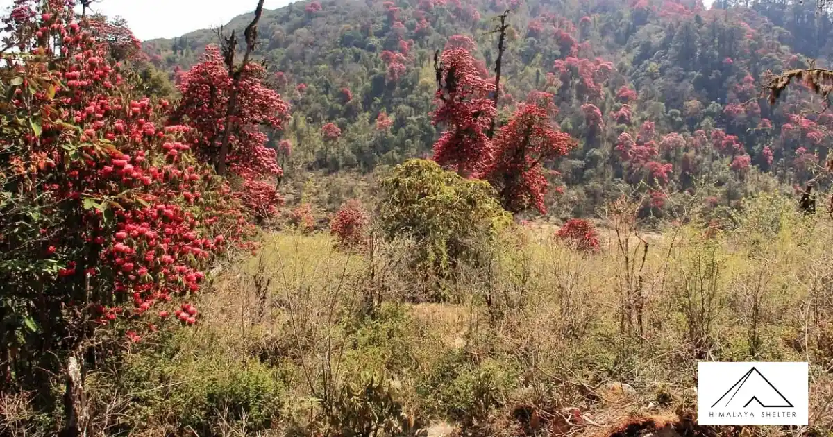 Barsey Rhododendron Trek