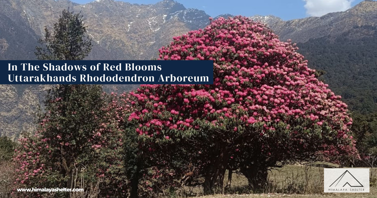 In The Shadows of Red Blooms Uttarakhands Rhododendron Arboreum