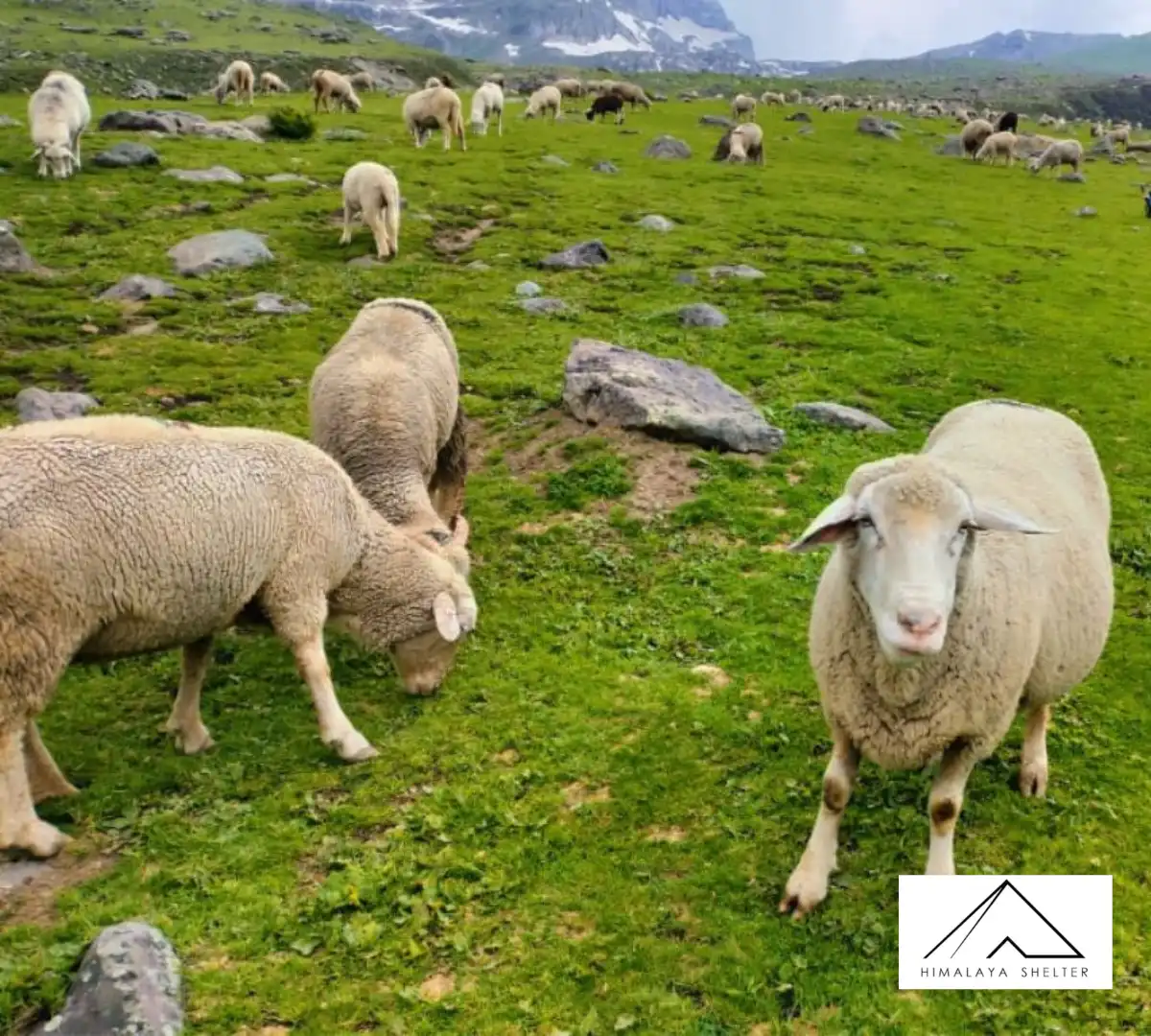 Gallery photo - Nafran Valley Trek 3