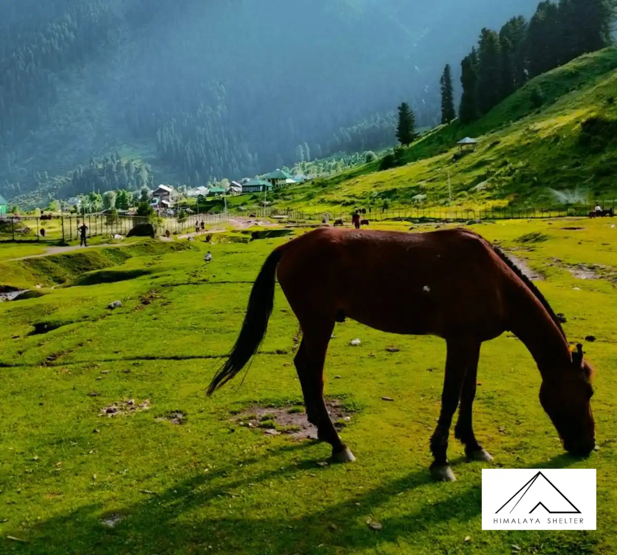 Gallery photo - Nafran Valley Trek 6