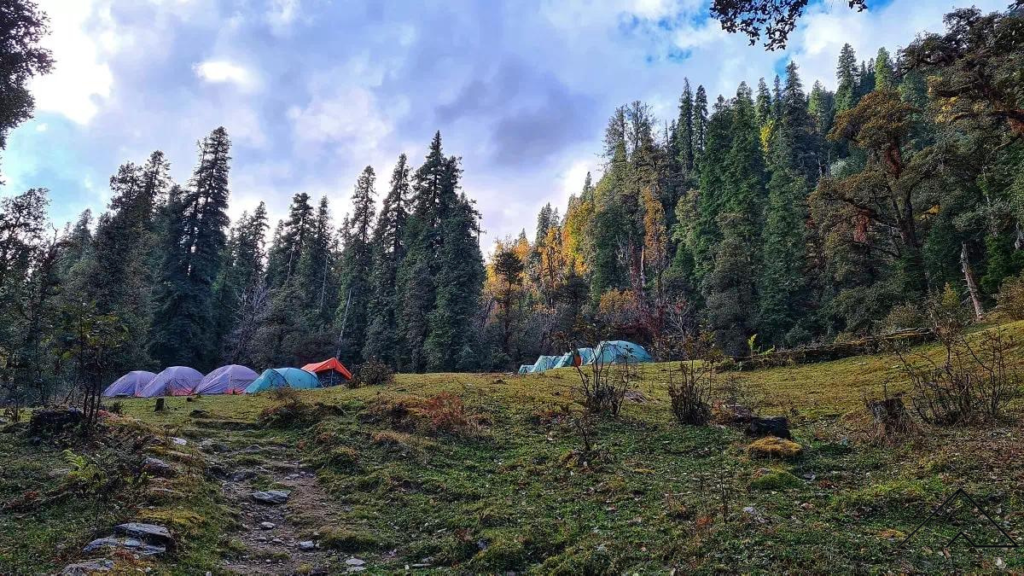 Meadow Campsites surrounded by forest