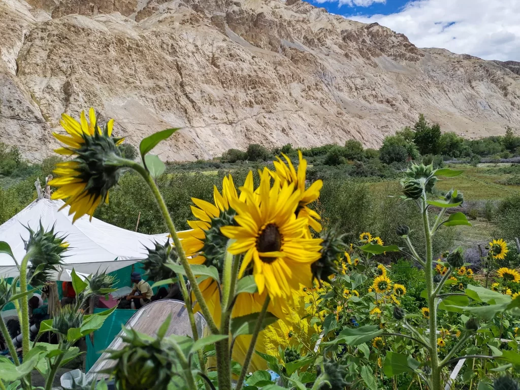 markha valley trek in october