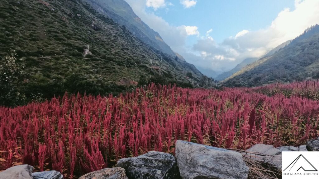 beautiful red colored in har ki dun trek