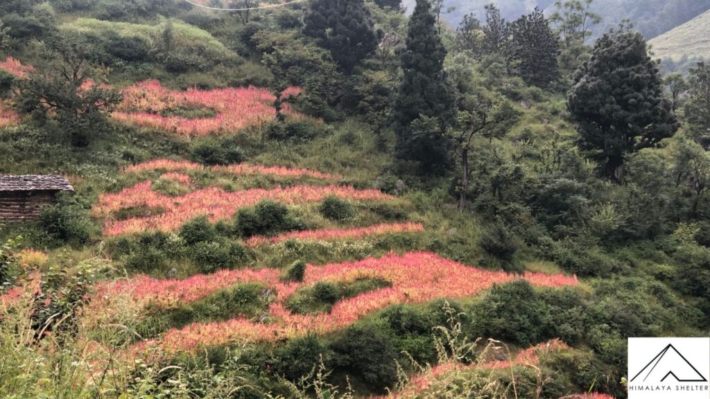 red rice in har ki dun trek