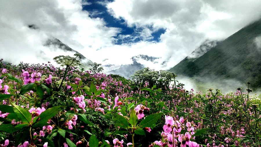 Har ki dun valley full of flowers