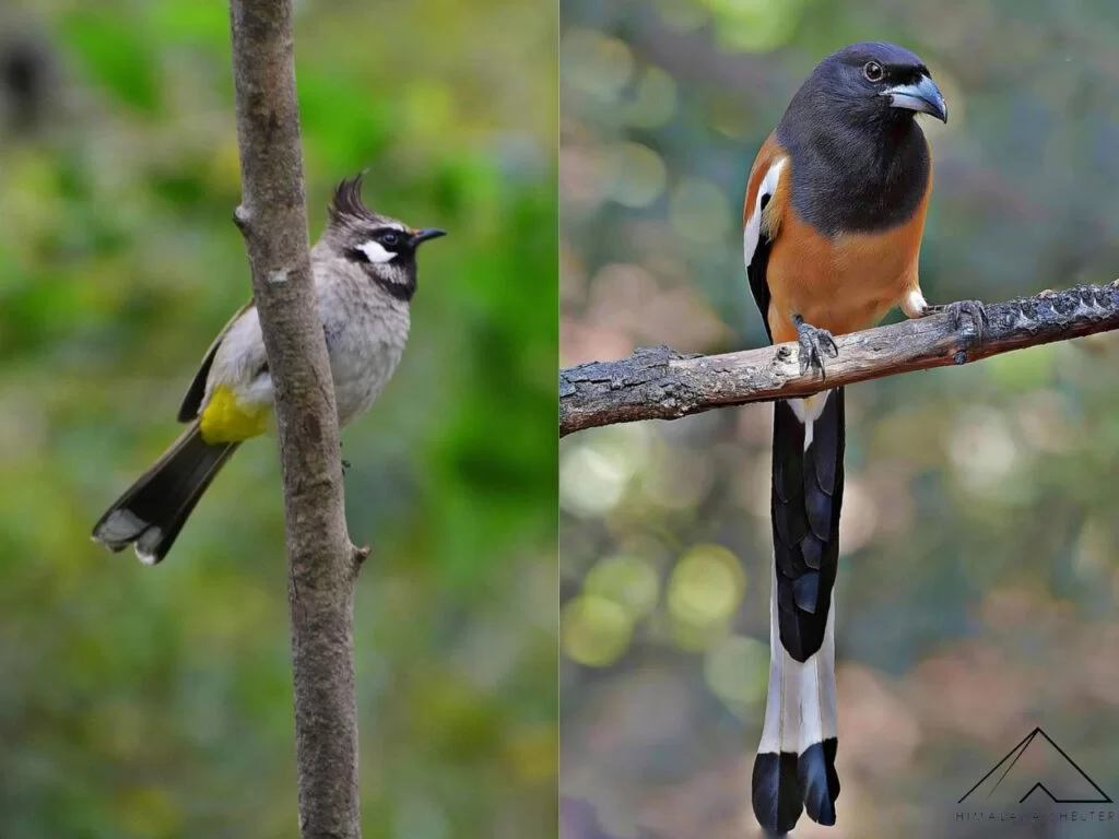 Himalayan Bulbul and Rufous Treepie Birds in Sankri Village