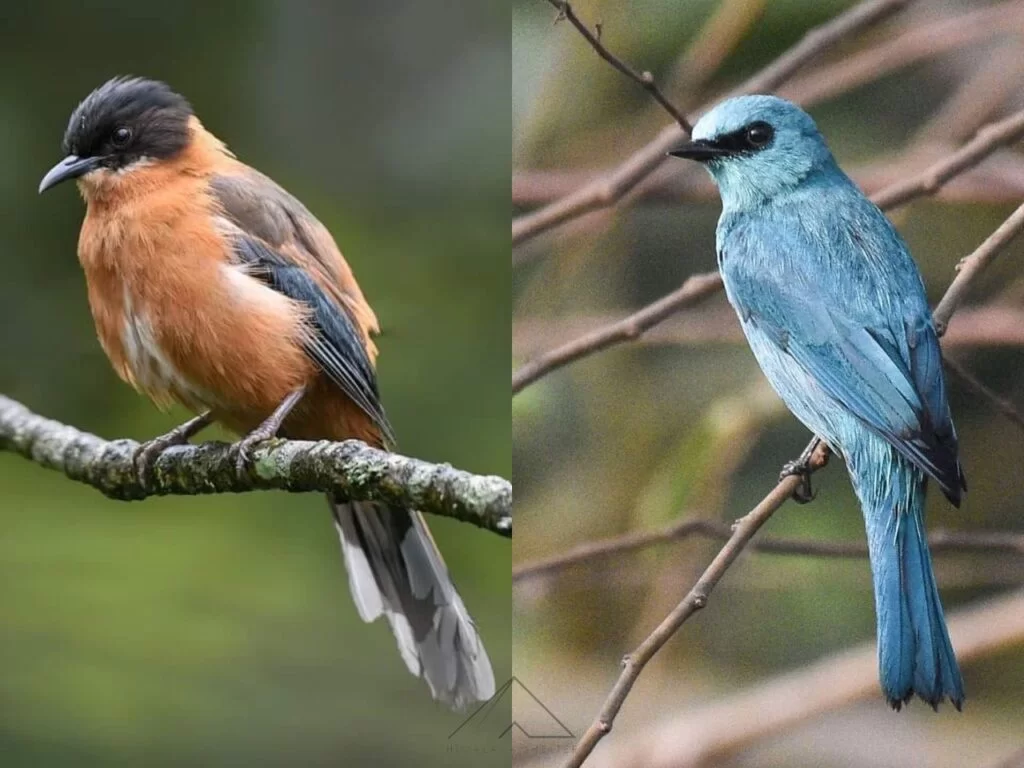 Rofous Sibia and Verditer Flycatcher Birds in Sankri village