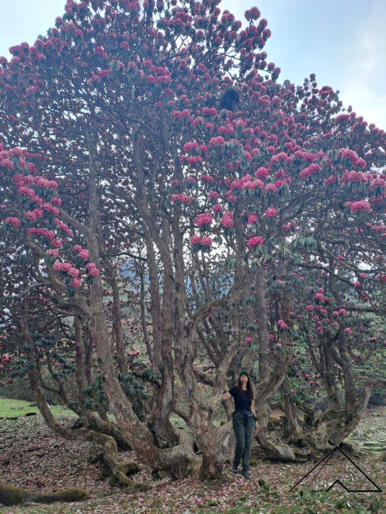 rhododendrons at ranthan kharak