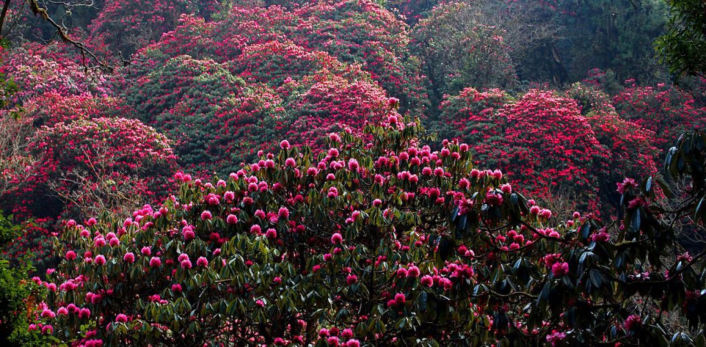 forest of rhododendron arboreum