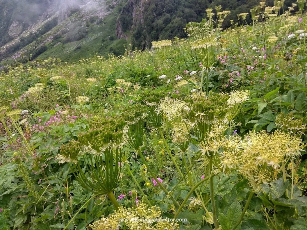 The Best Itinerary for Valley of Flowers Trek 